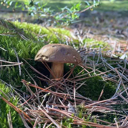 Skandynawskie Nad Pilica, Duzy * Krzemien